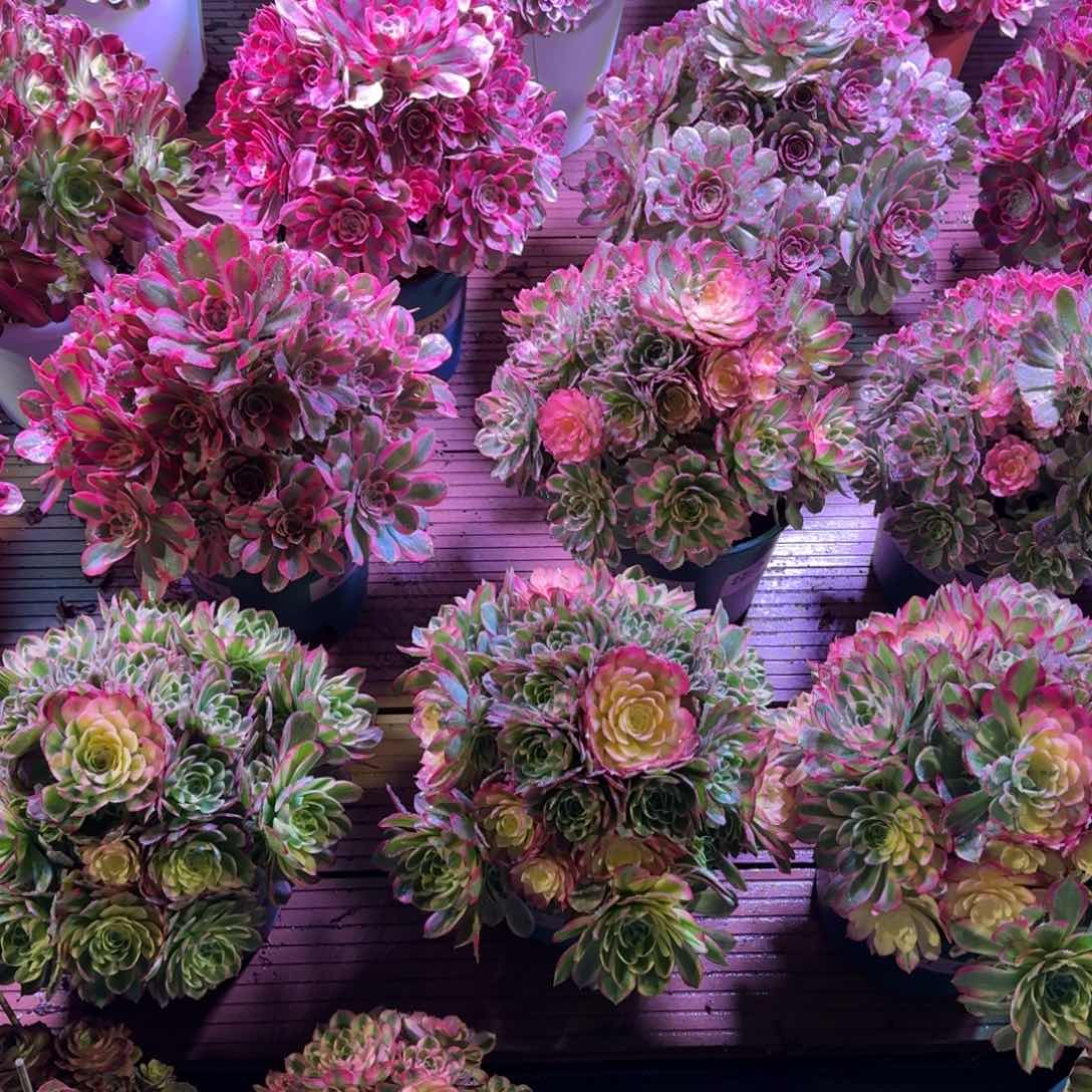 巧*胭脂血多肉植物888