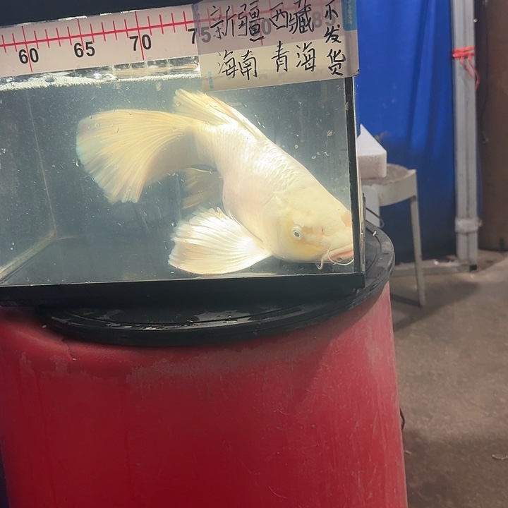 鼎***蔬蝴蝶鲤鱼蝴蝶鲤388