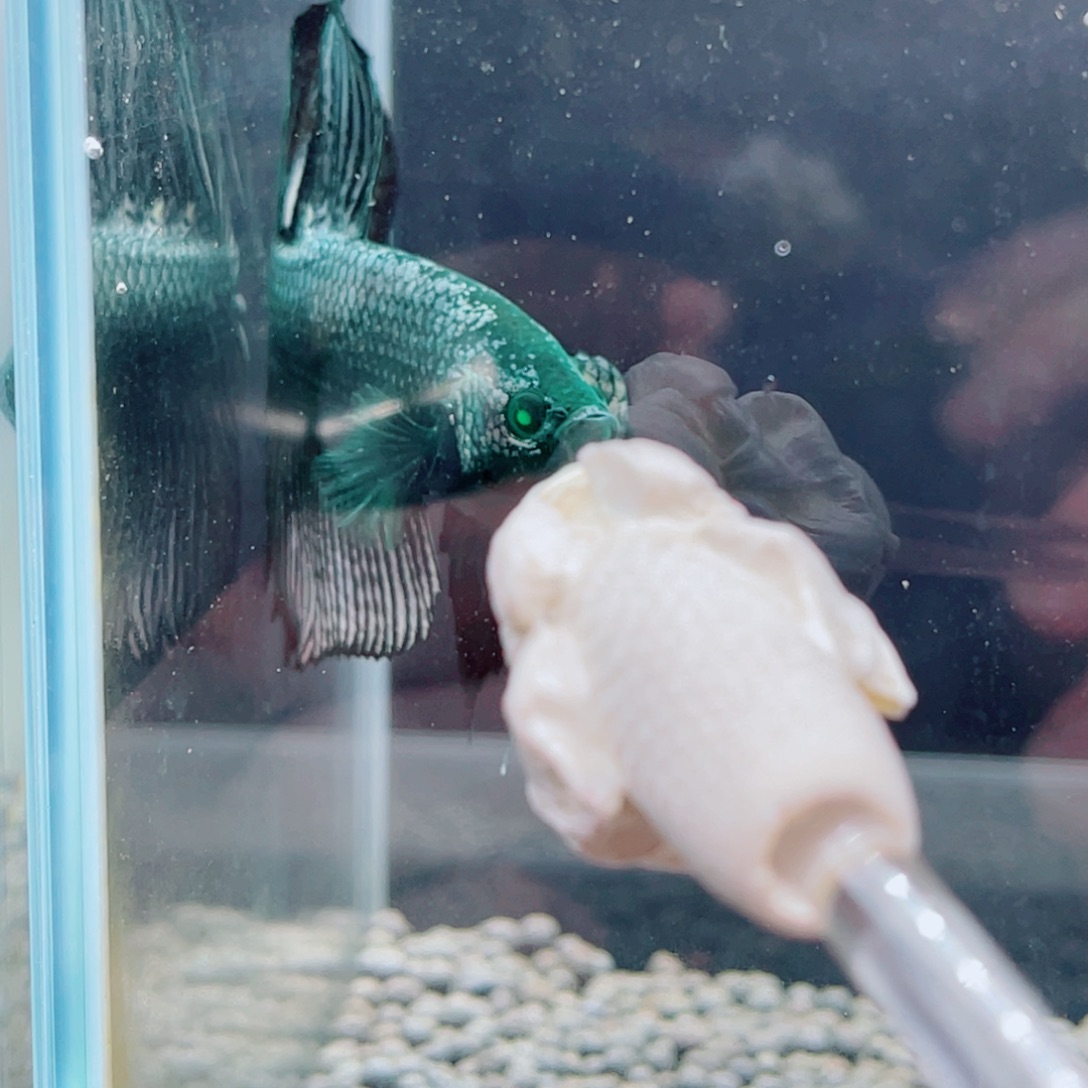 斗鱼绿巨斗将军179