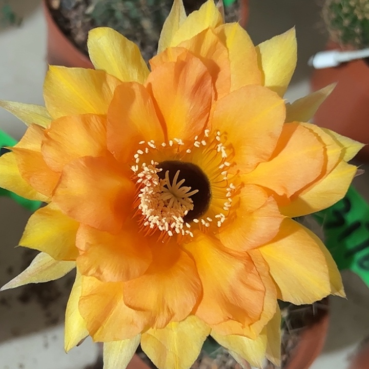 3176大球实生彩草 脱土发