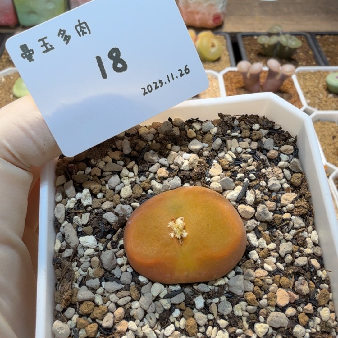 中***球多肉多肉多肉11.26-018 水蜜桃