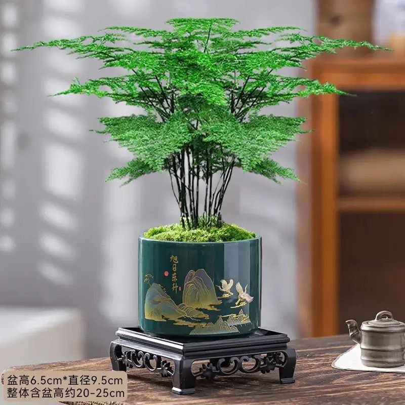 文竹盆栽室内客厅办公室桌面禅意盆景四季常青好养绿植花卉摆件