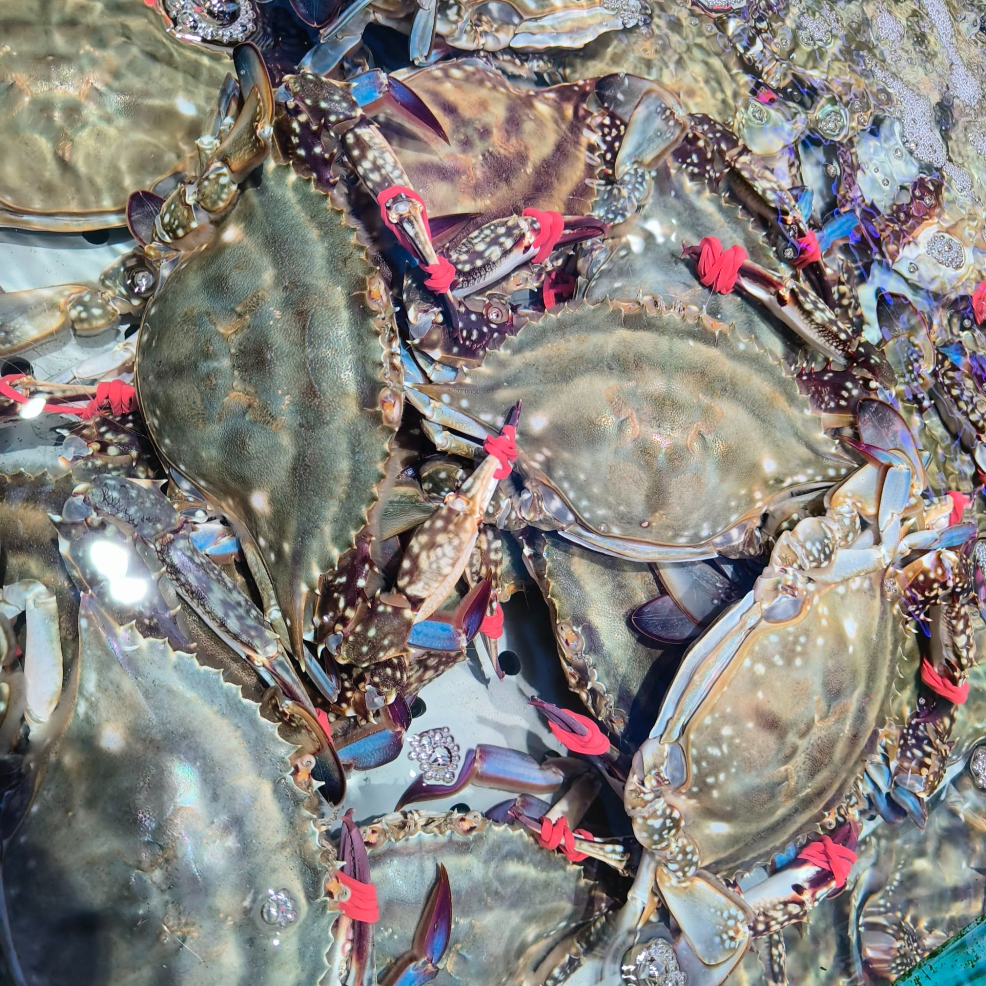 【保鲜不保活】大连本地梭子蟹 2-7 两/只，不保腿，肥，2 斤起