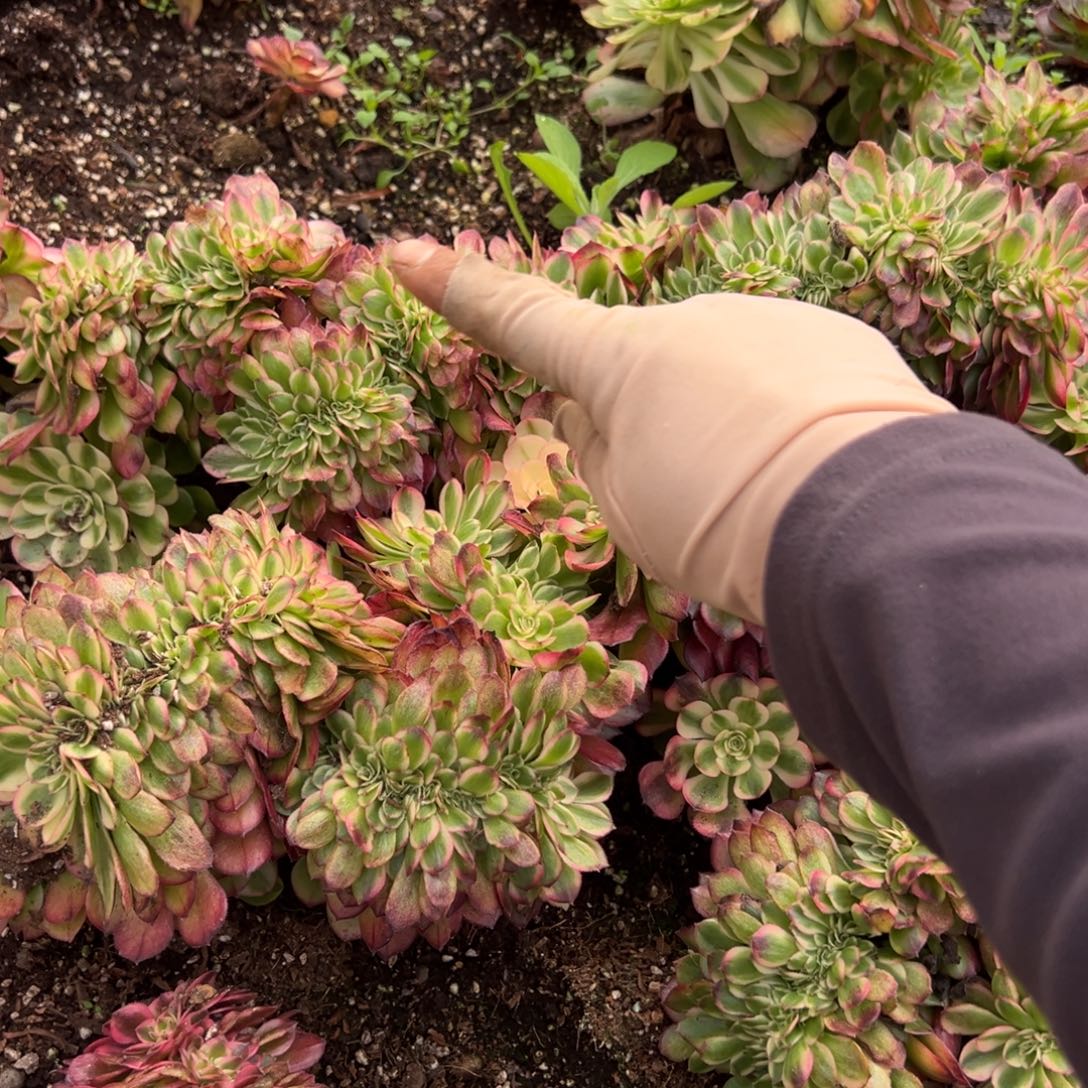 109荔枝缀15多肉一颗