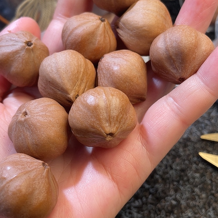 尊***嘟吊坠橄榄核2.5✖️2.5