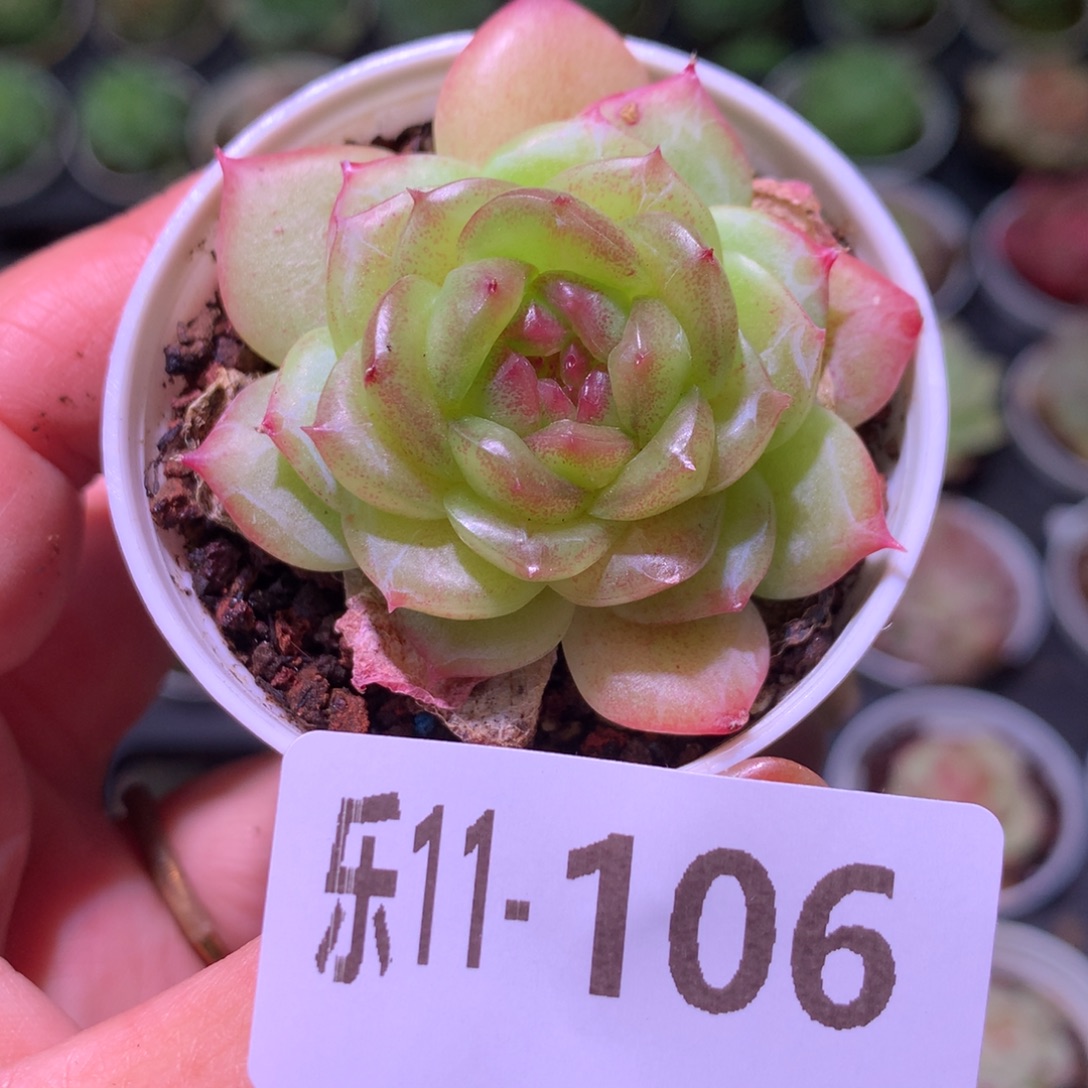 乐然11-106 铂金叶 