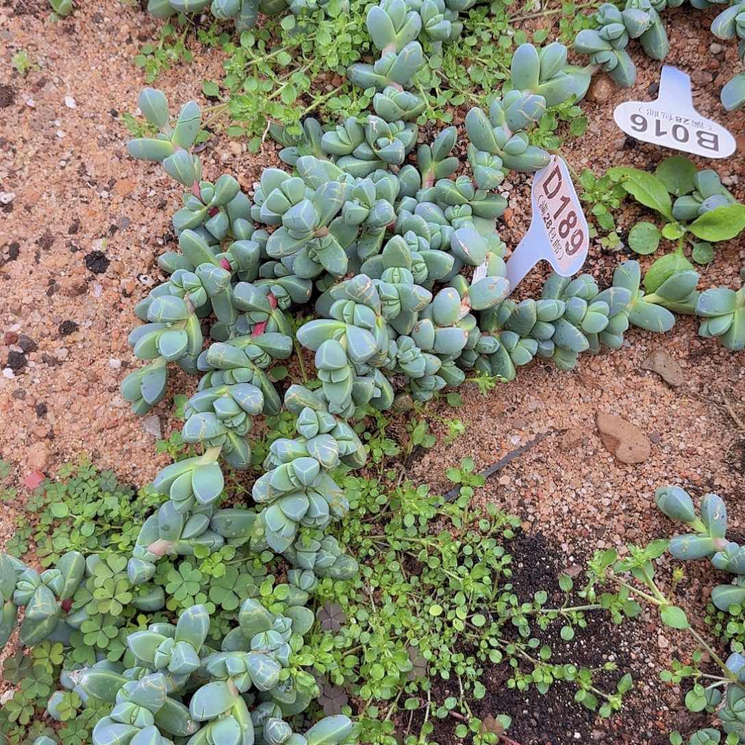 D189鹿角海棠一物一拍