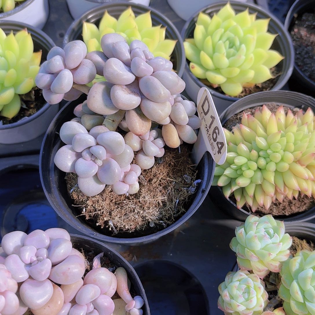 D164艾伦一物一拍