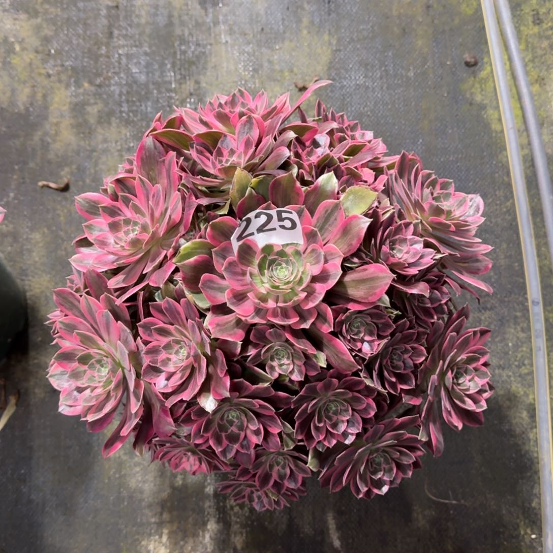 财***悦225！幻沙法师多肉植物