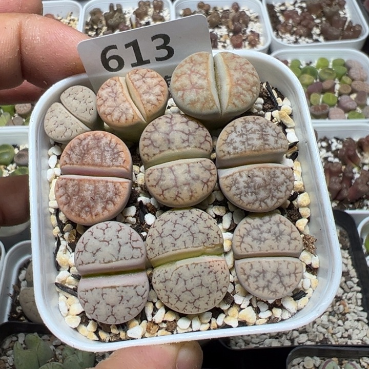 【闪购商品】 613。      