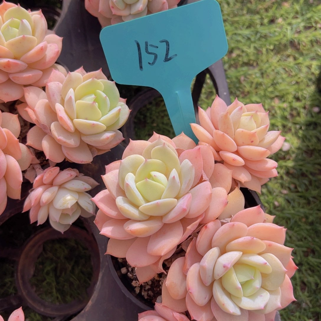 香玉的故事是一个