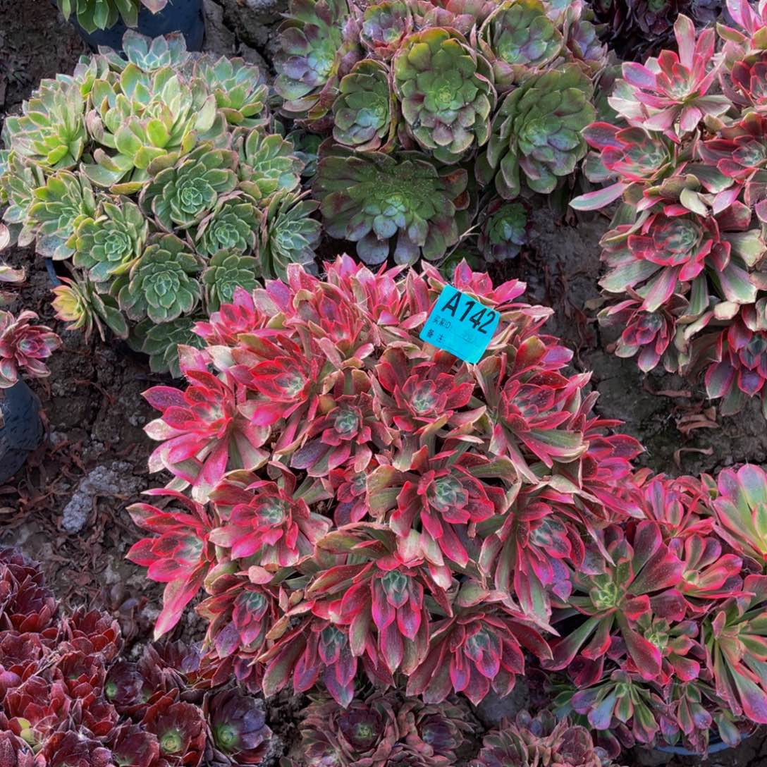 浣纱法师朵朵5-56