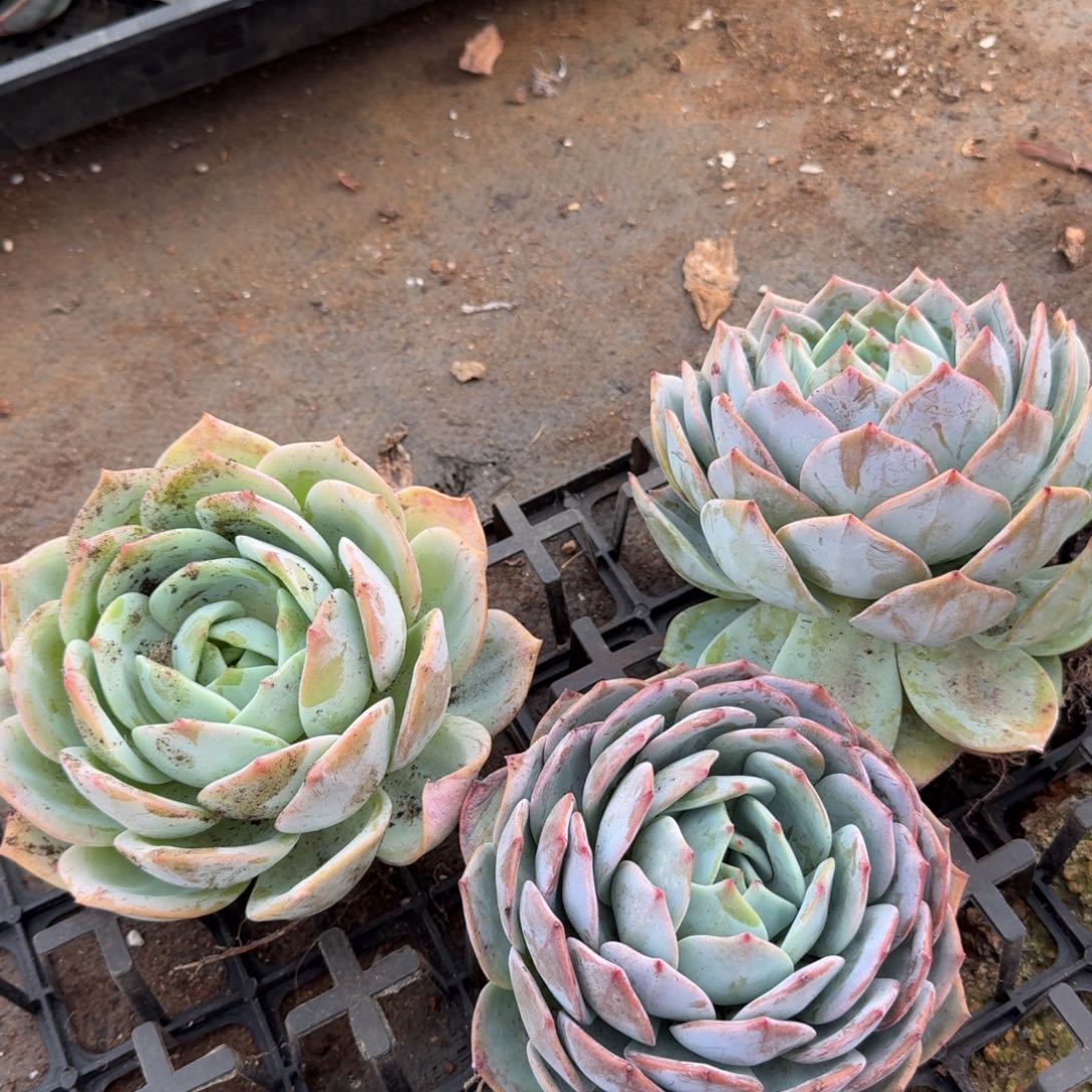 7-3白凤杂交三颗量拍