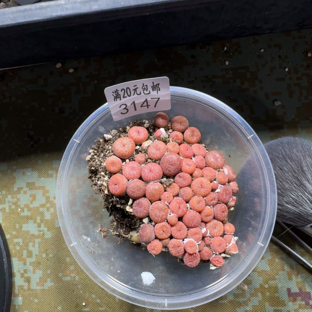 3147。红流水一盒尺寸不大