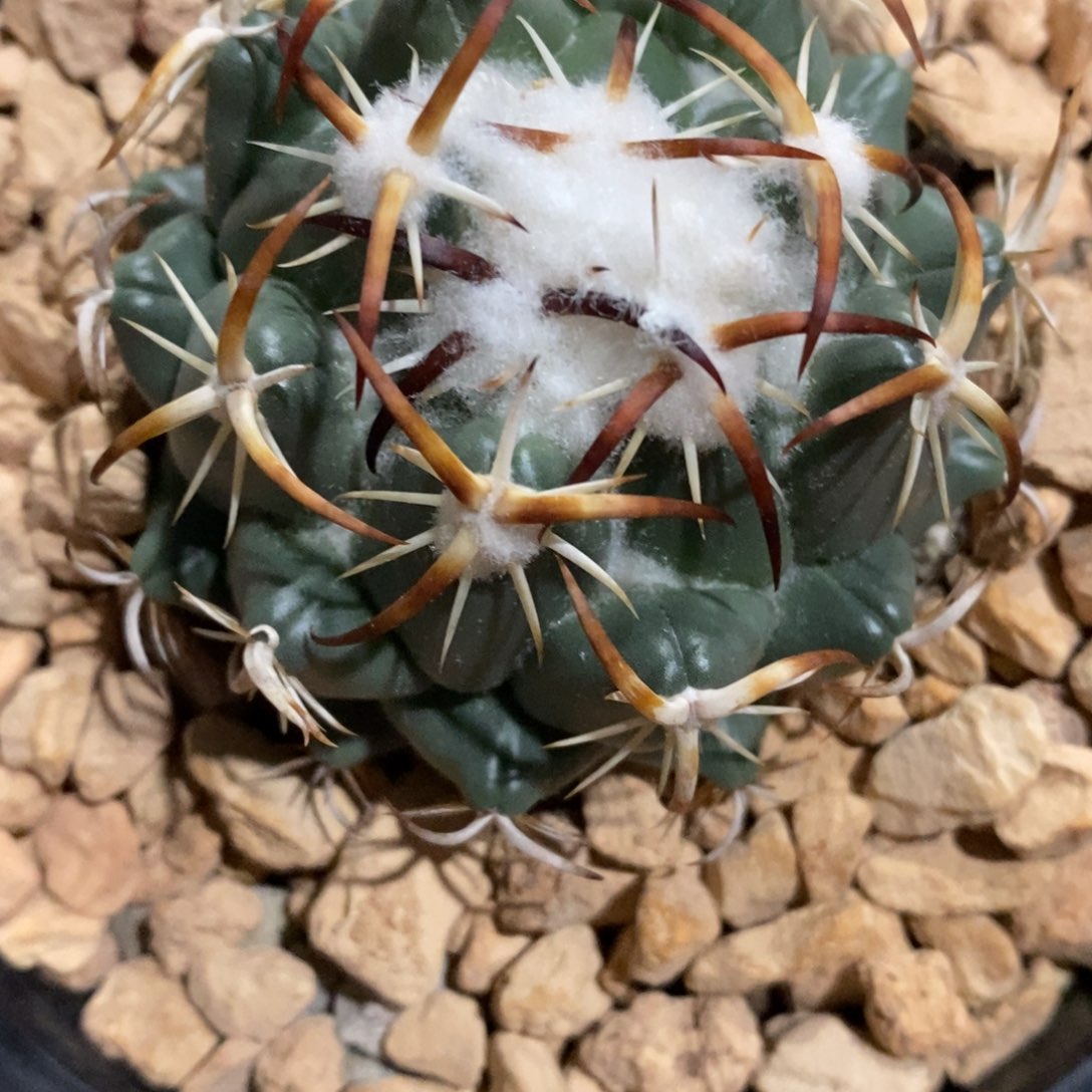 仙人球实生钢钉6.6cm