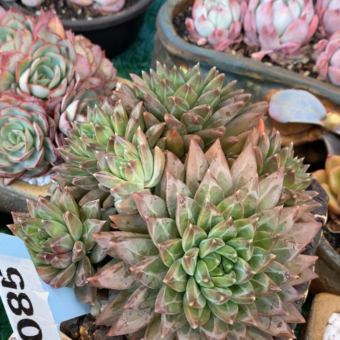 幻影美人多肉植物盆栽