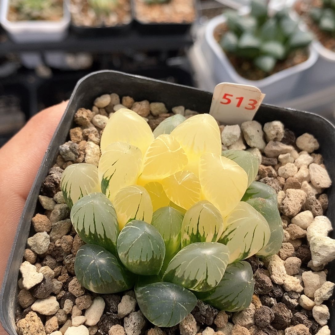 红陶513号实生玉露锦一物一拍