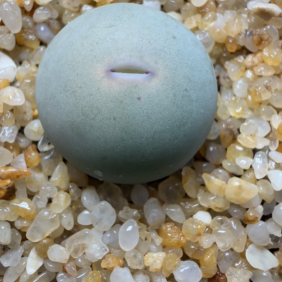 2.1号多肉SB1102V嘴59号