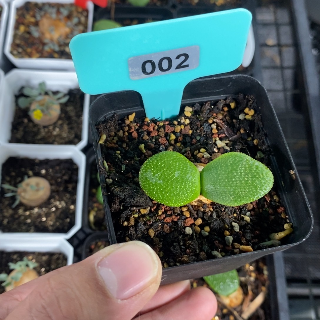 钢挫灯台百合一个