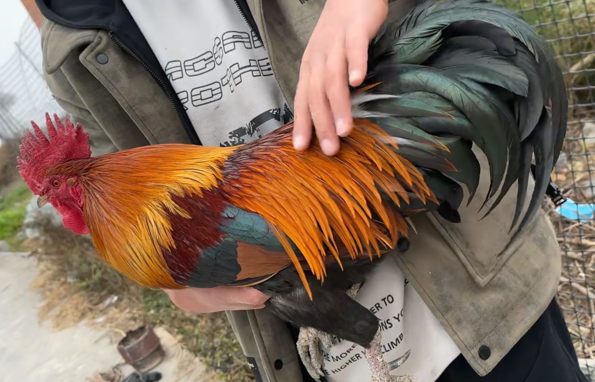 贵州老品种土鸡黄金五彩大公鸡五彩土鸡