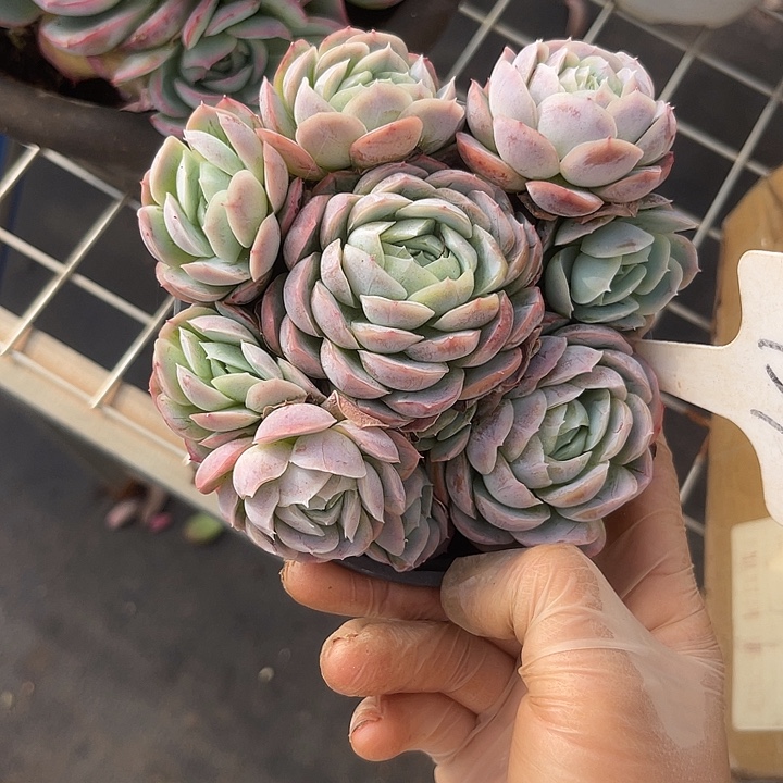 两单包邮，一物一拍309西娜