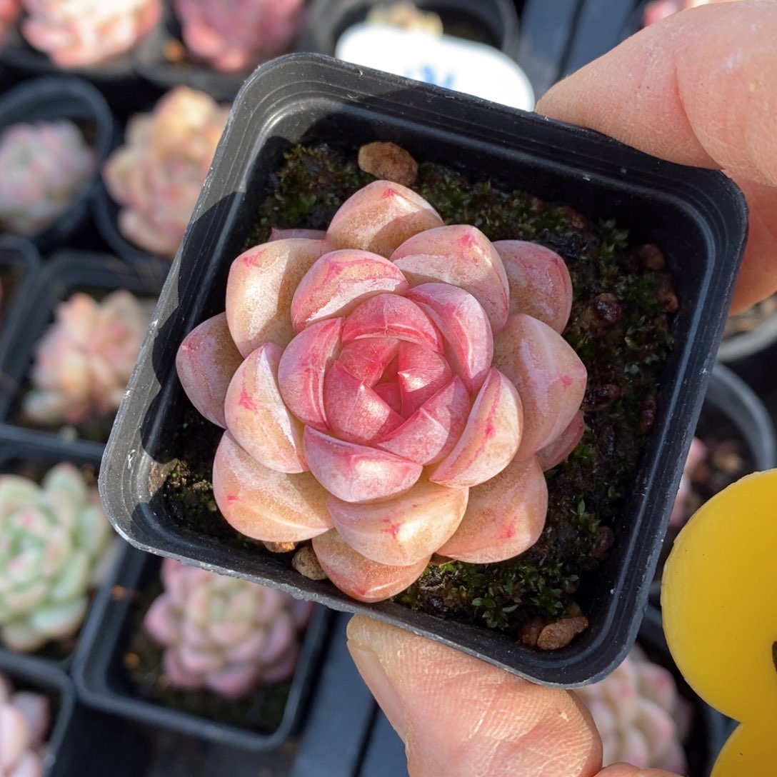 精品多肉一物一拍不包整57