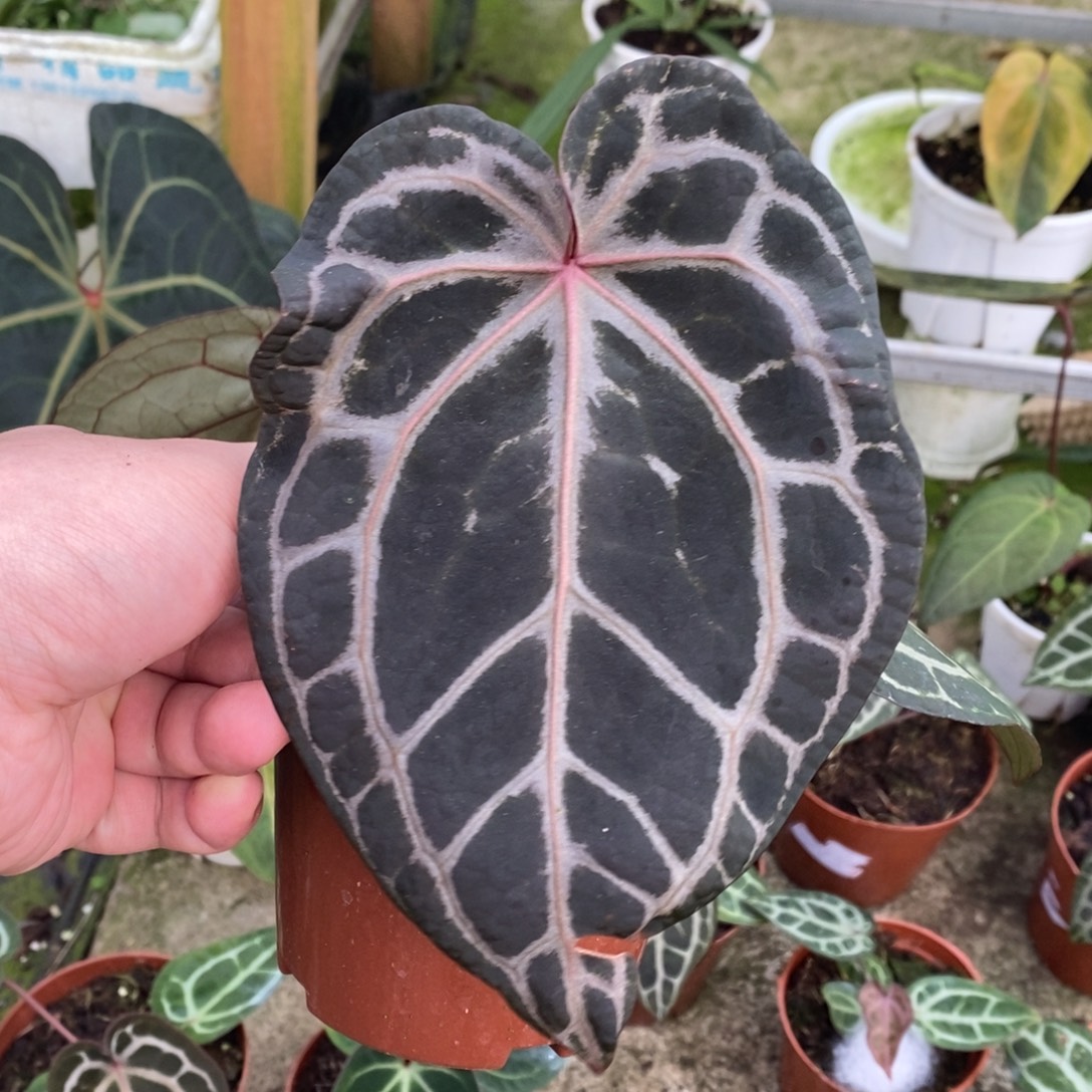 无花朵nse红水晶花烛