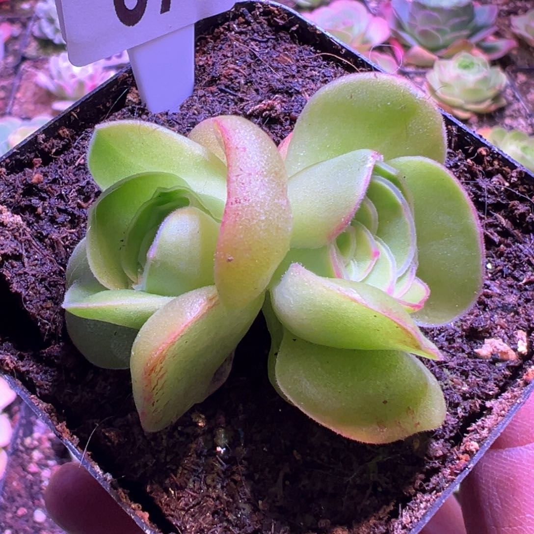 烈火675山地玫瑰多肉