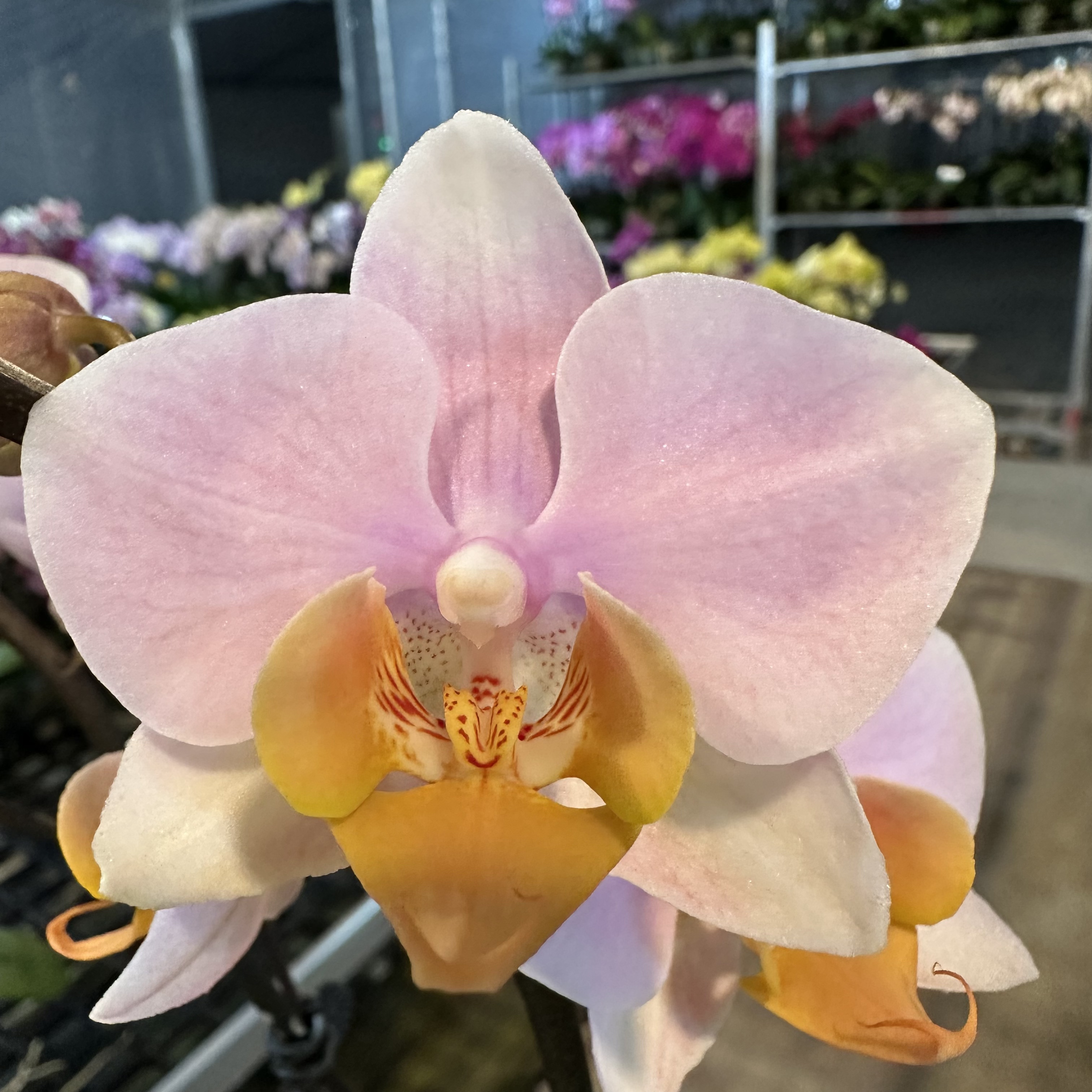 蝴蝶兰【图尔坎】梦幻浪漫室内高端花卉绿植