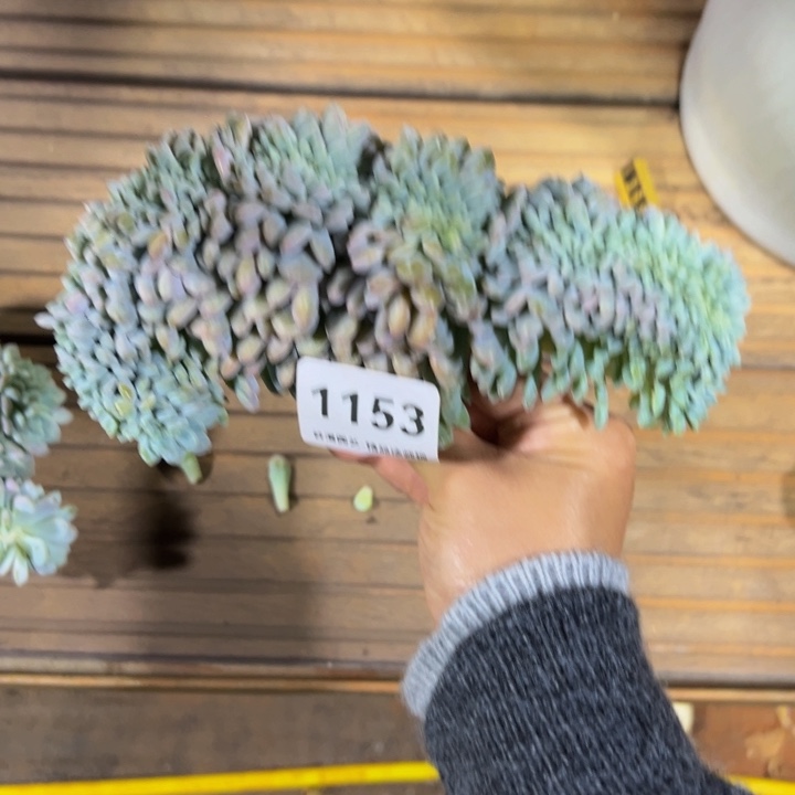 1153冰橙缀化多肉（无根）