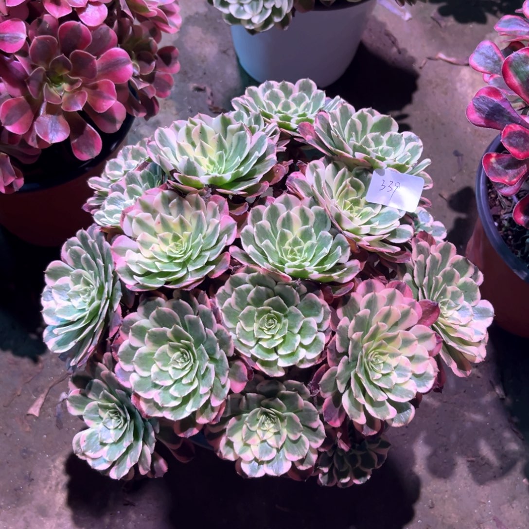 多肉植物霁月00339