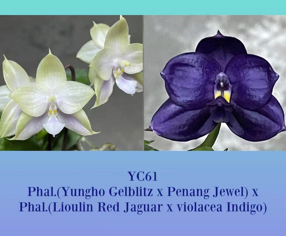 2.5寸 YC61-抽梗苗 叶瑕【1.7升2.5 未出根】 原生趣味兰蝴蝶兰