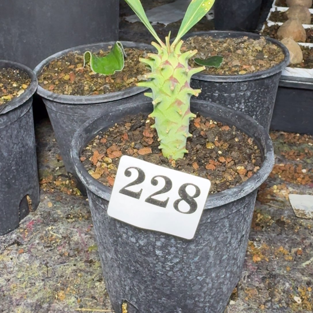 粒藻大戟多肉植物