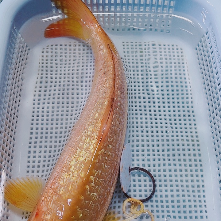 海水鱼锦鲤观赏鱼33