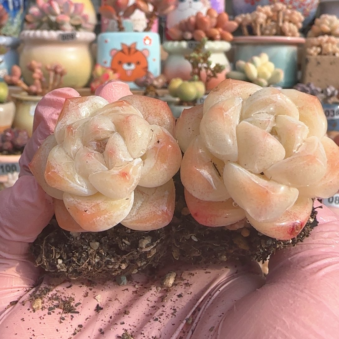 开播福利 冰玉 一物一拍