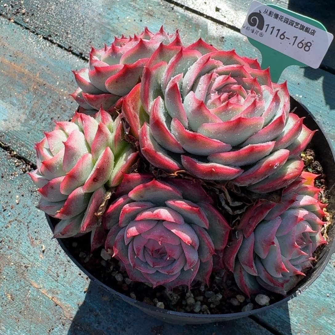 从前慢多肉精选编号1116.168