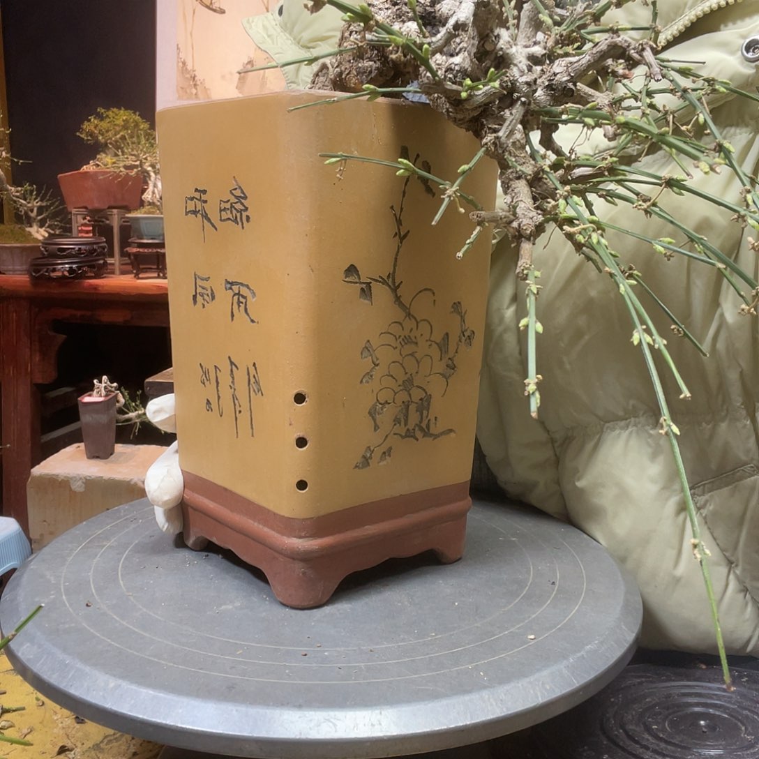 无花朵迎春花开了花开花开花