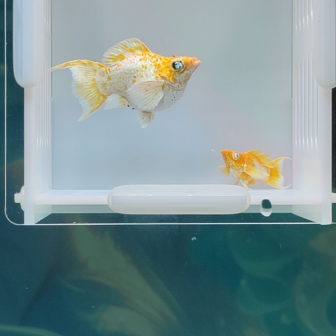 孔雀鱼黄金玛丽球