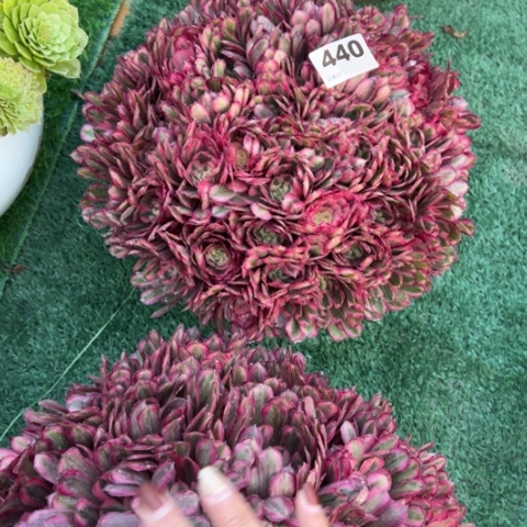 缘****440白月光拼盆多肉，