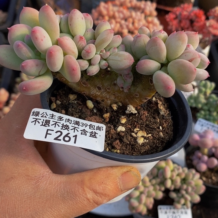 苹果奶缀9cm261多肉植物 