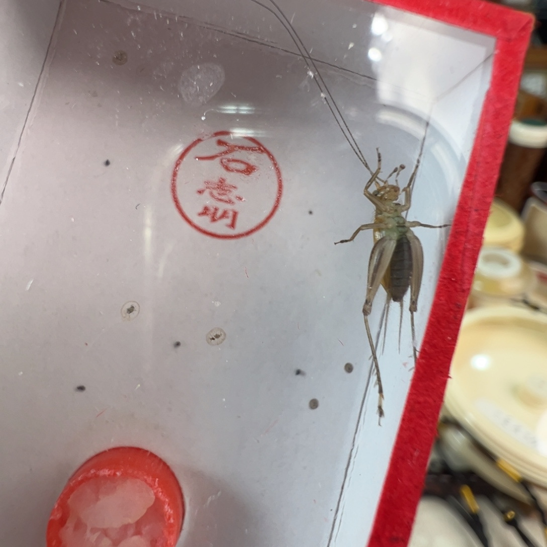 漂亮大黄龄一只合适