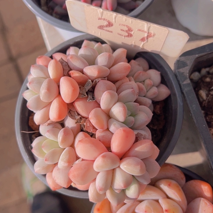 健健康康平平安安