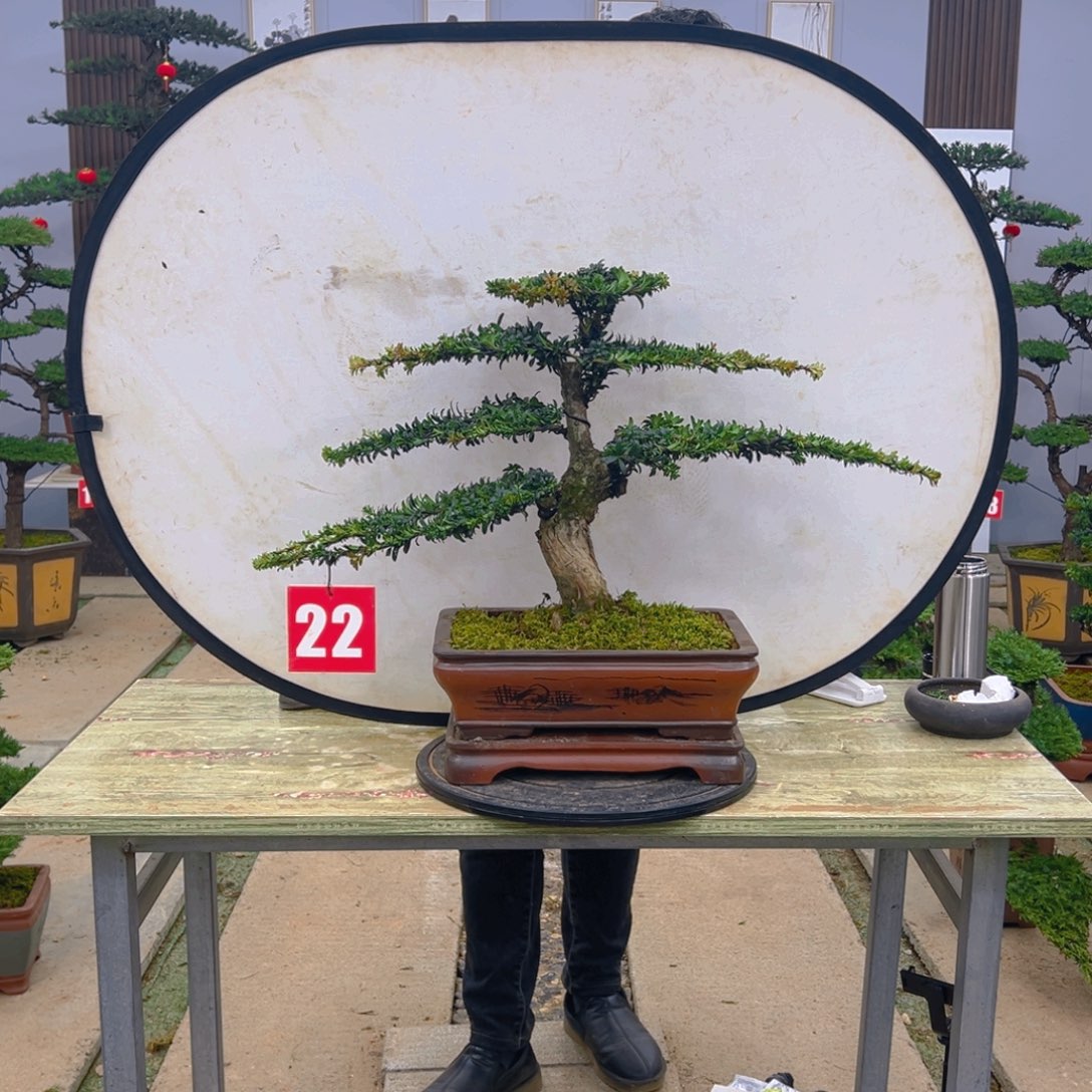 盆景红芽菊花罗汉松