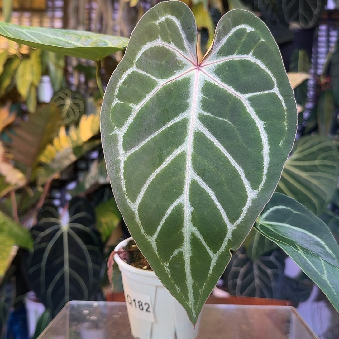 完全开放Q182红水晶杂华丽