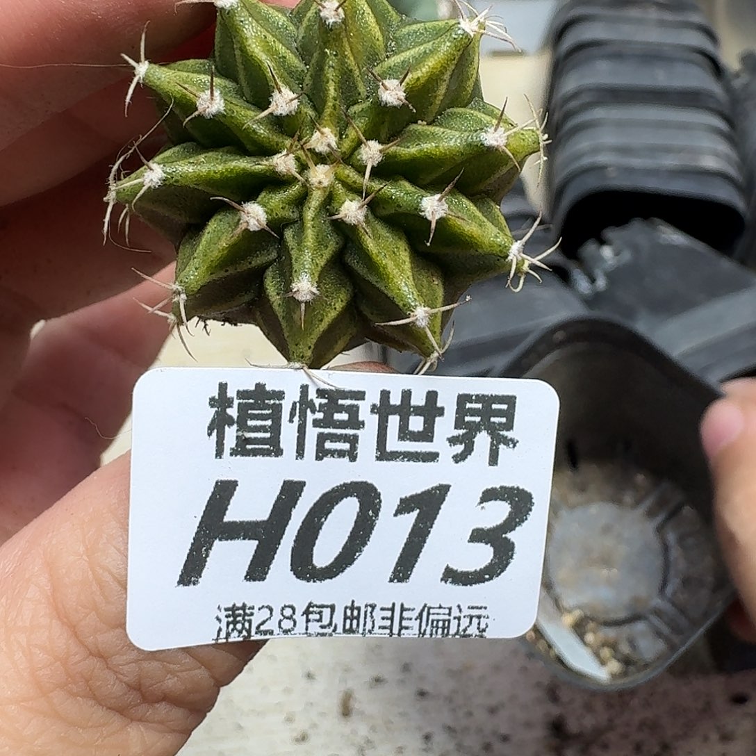 多肉植物的人啊fgh