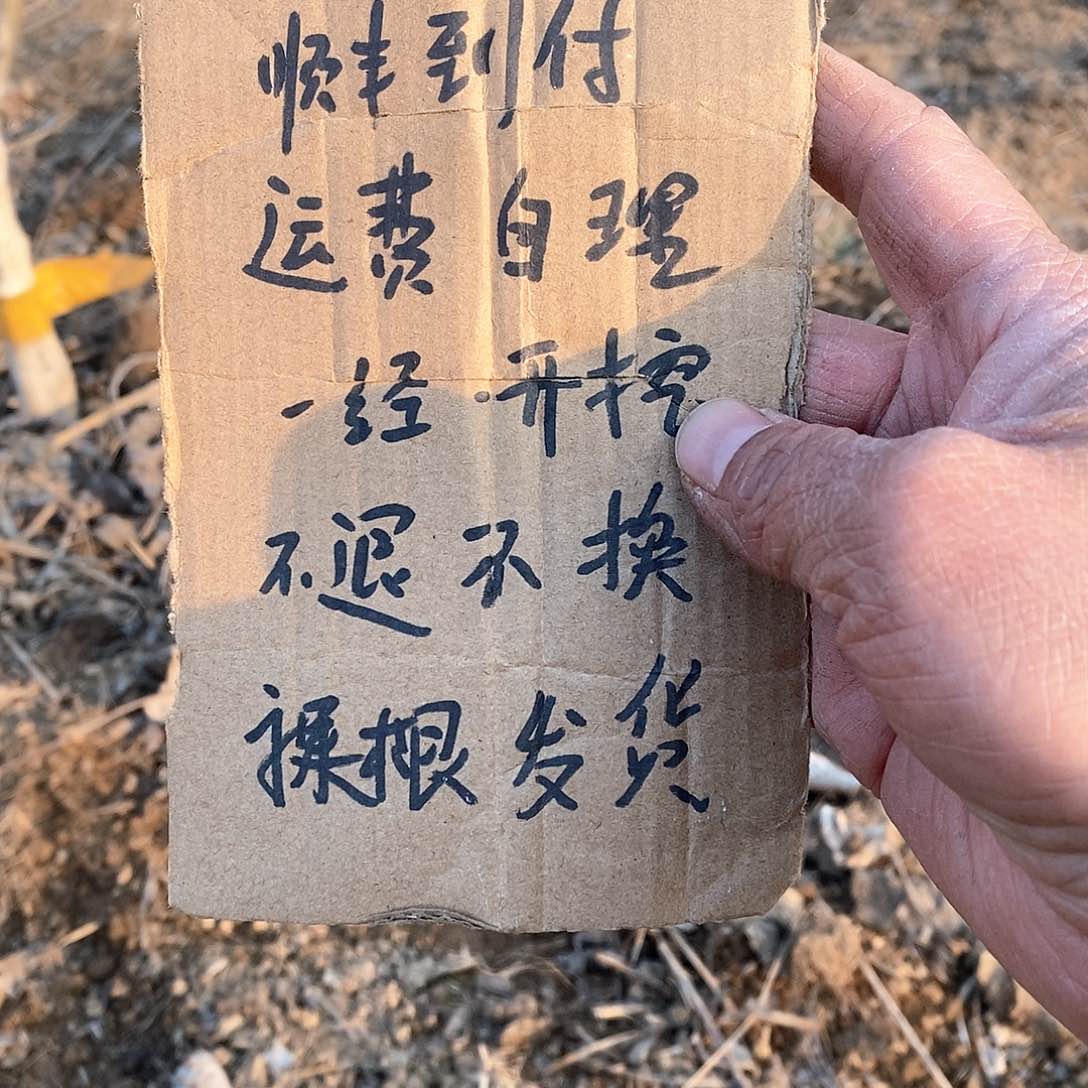 文玩核桃把件小***李元宝战鼓各一颗