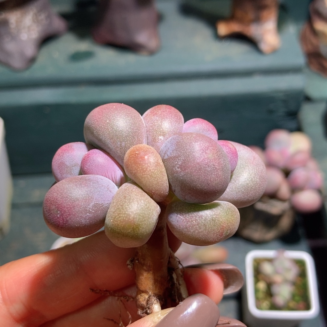 U糖果美人一物一拍