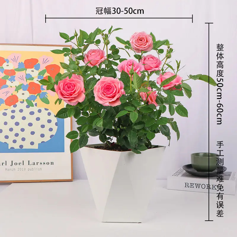 【仙度瑞拉丨欧洲玫瑰月季】粉色盆栽多花苞（带盆带土基地发）