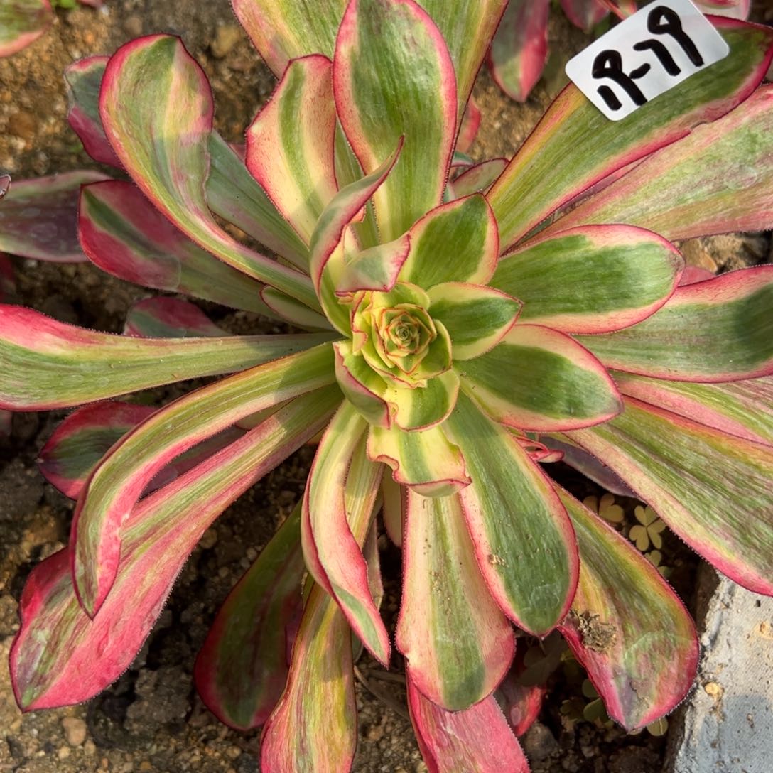 79巫毒白多肉植物