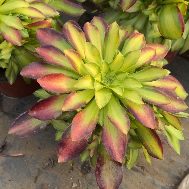 韶华多肉法师量拍